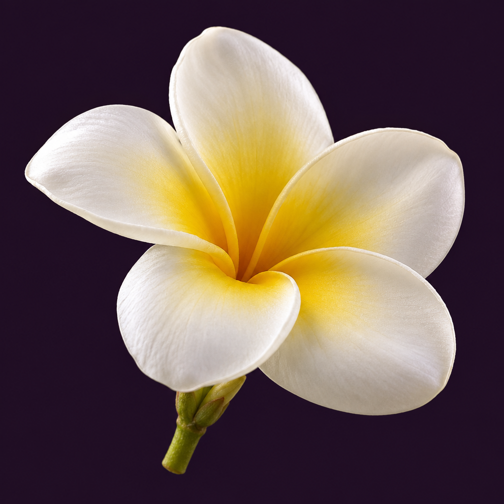 White and yellow frangipani